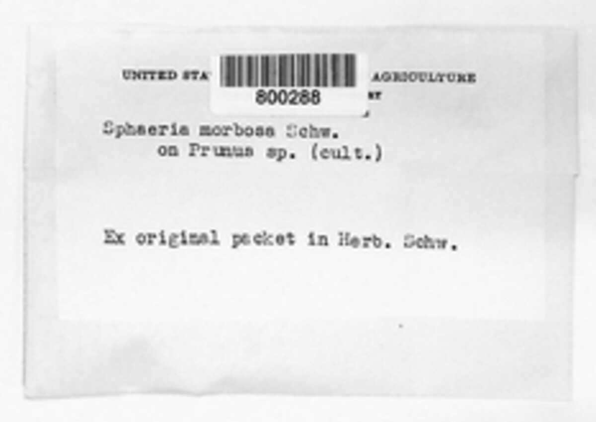 Apiosporina morbosa image